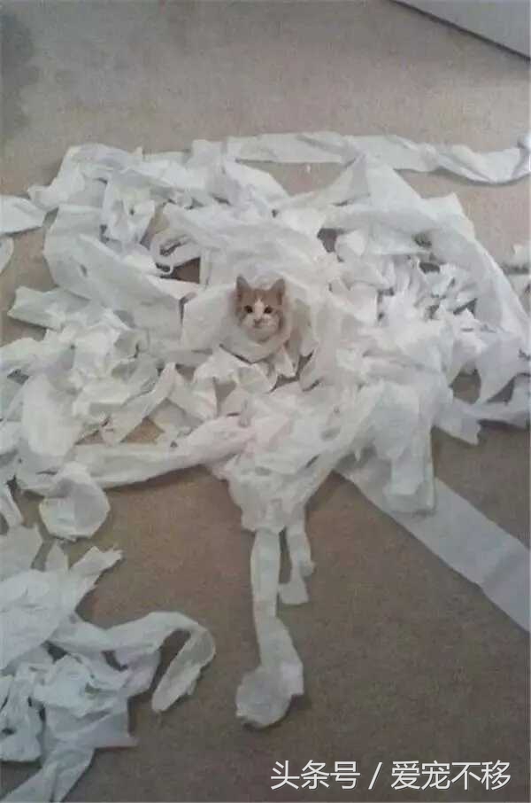 猫咪最喜欢的玩具居然是铲屎官,推荐猫咪最喜欢玩的玩具