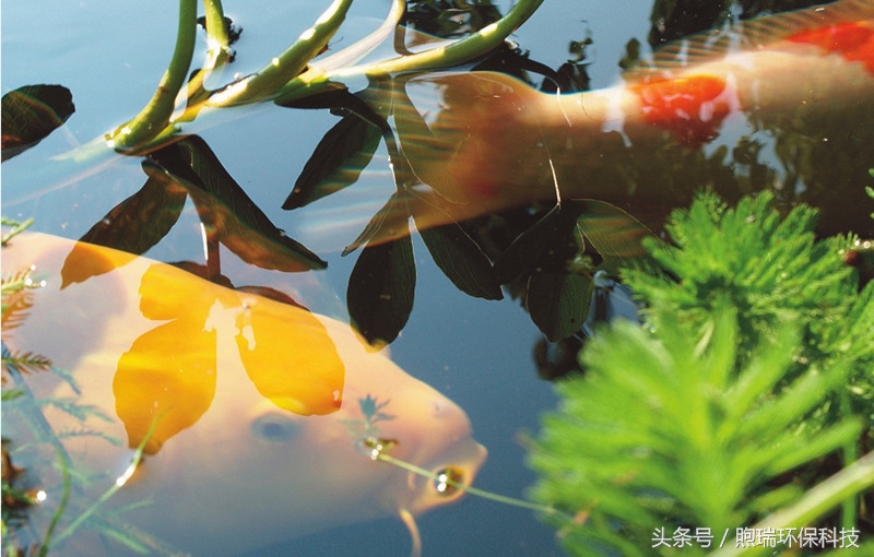 锦鲤鱼池生态循环过滤,锦鲤鱼池过滤系统视频