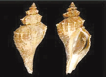 全球公认最好吃的五种贝类,推荐好吃的贝类有哪些