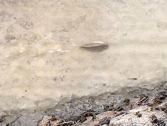 探秘青海湖湟鱼洄游,一年一度青海湖湟鱼洄游