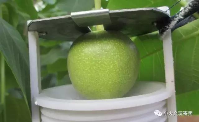 新手怎么选购文玩三棱核桃,文玩核桃怎么保养