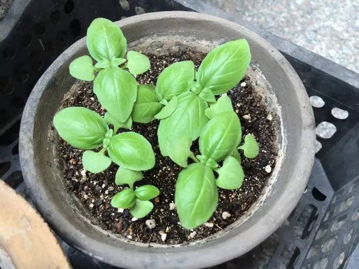 蚊虫太烦人盆栽三种驱蚊植物,适合室内种植的驱蚊的植物