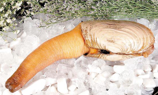 全球公认最好吃的五种贝类,推荐好吃的贝类有哪些