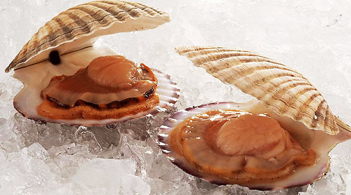 全球公认最好吃的五种贝类,推荐好吃的贝类有哪些