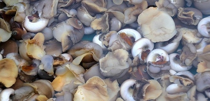 全球公认最好吃的五种贝类,推荐好吃的贝类有哪些