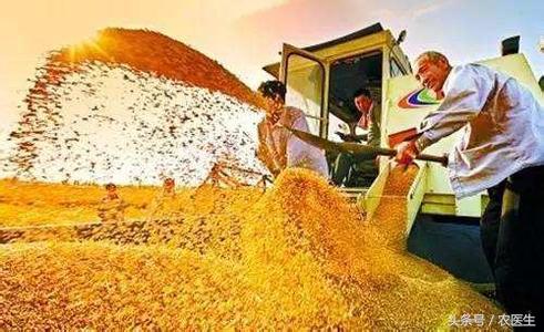 农业种植什么项目前景好挣钱多,做什么农业项目最挣钱