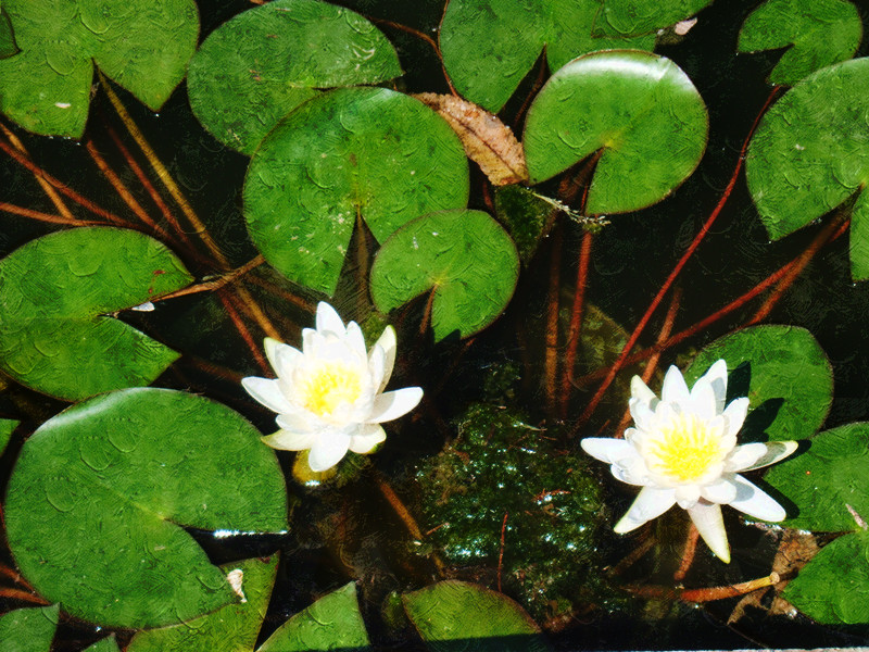 2020农历六月十九观音菩萨成道日,农历六月十九观音菩萨的成道日