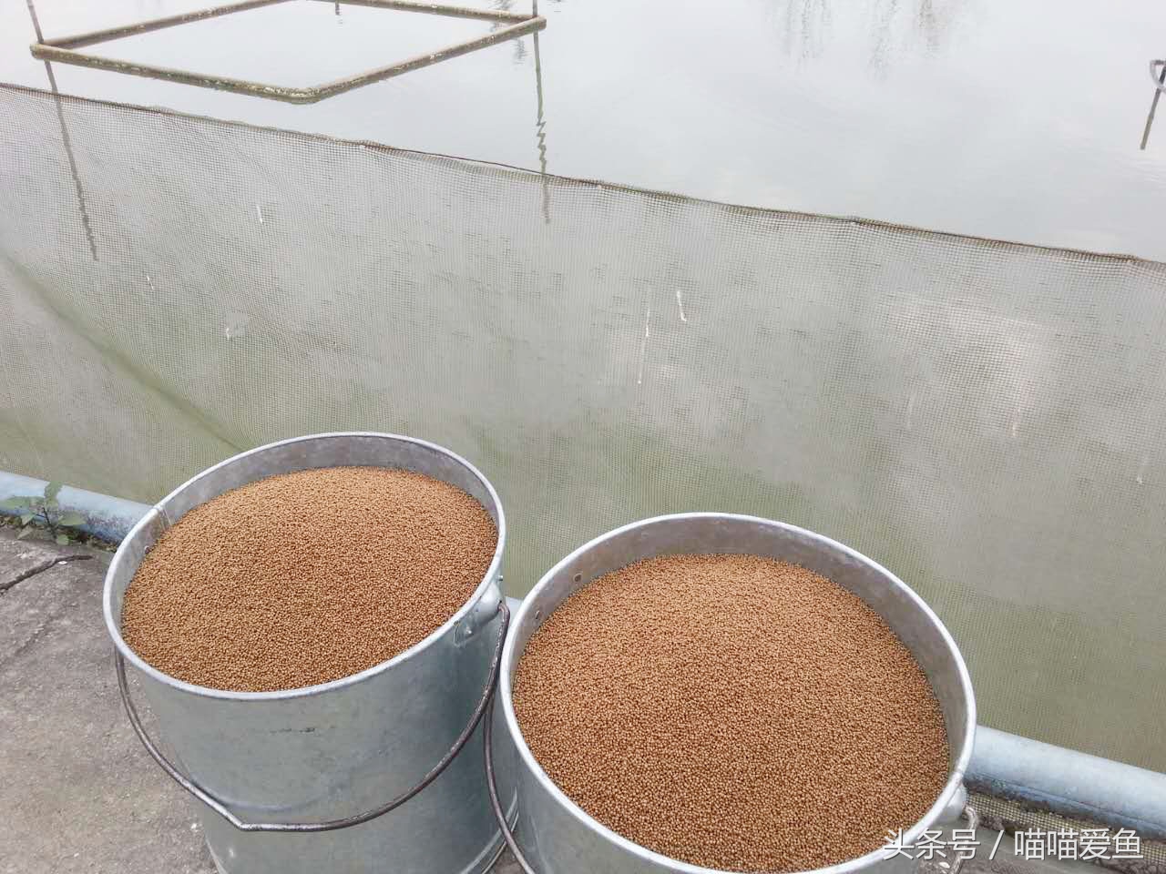 池塘养泥鳅一亩要投资多少钱,养泥鳅一亩水面要多少钱泥鳅苗