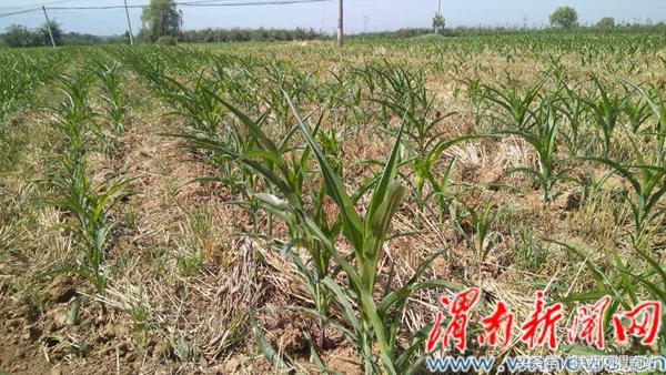 渭南昨晚新闻,渭南12月新闻