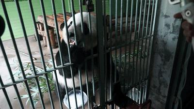 乖萌小动物,乖萌动物