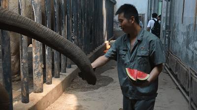 乖萌小动物,乖萌动物