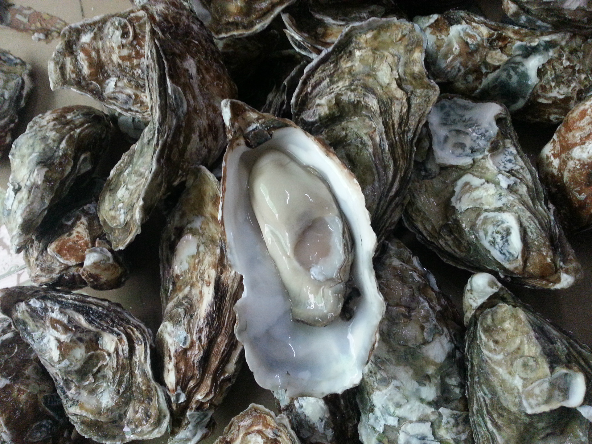 全球公认最好吃的五种贝类,推荐好吃的贝类有哪些