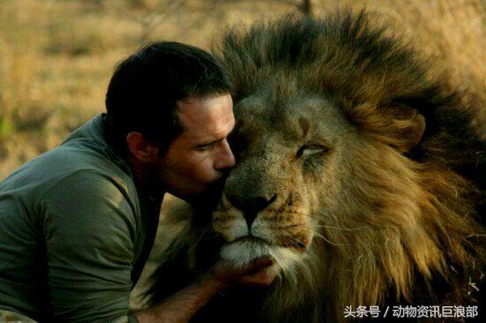 狗子从来没见过老虎为啥怕呢,狗看见老虎与狮子的反应