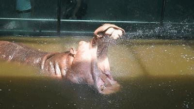 乖萌小动物,乖萌动物