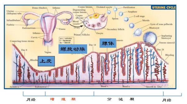 捐卵，被明码标价的青春｜关于捐卵应该知道的科普