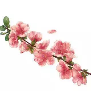 生活中简单易得的5种养颜花，好用又好吃！