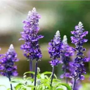 生活中简单易得的5种养颜花，好用又好吃！