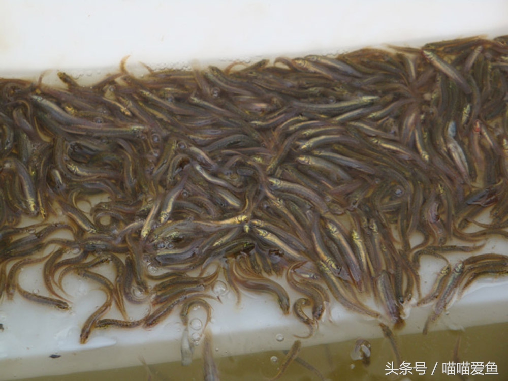 池塘养泥鳅一亩要投资多少钱,养泥鳅一亩水面要多少钱泥鳅苗