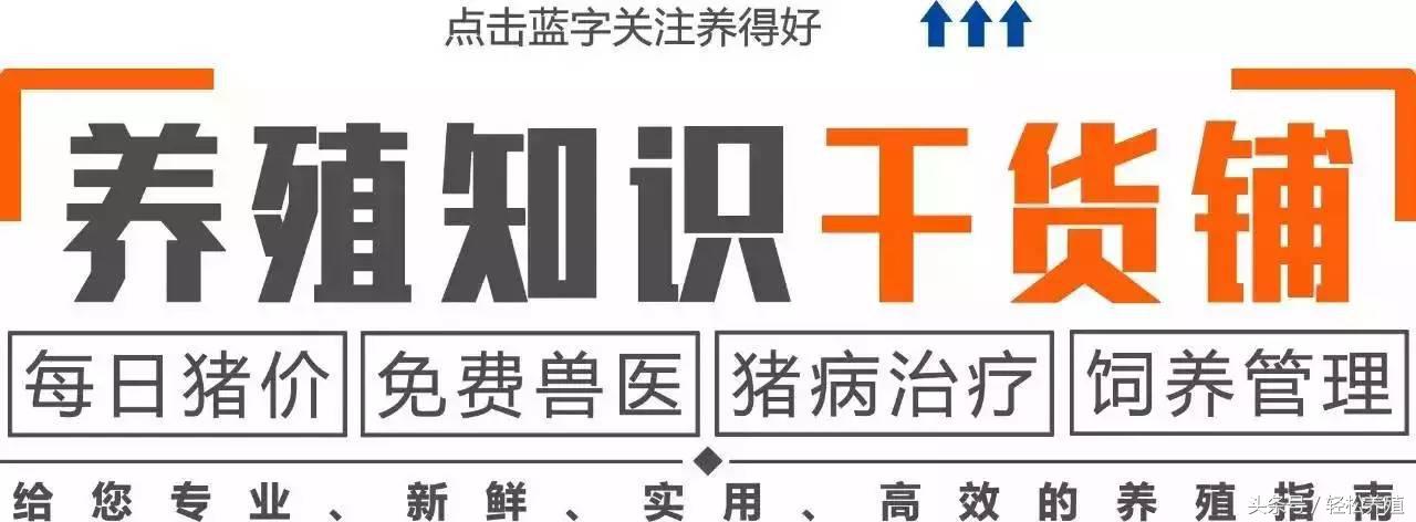 想让猪长膘吃什么,猪养膘的秘诀