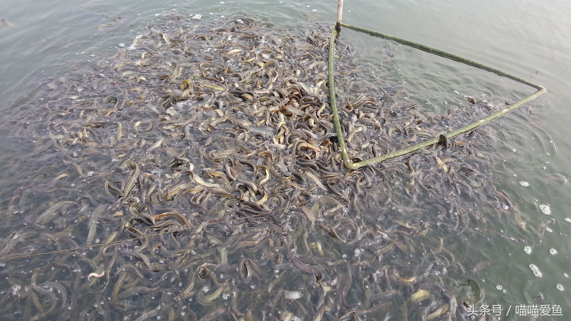 池塘养泥鳅一亩要投资多少钱,养泥鳅一亩水面要多少钱泥鳅苗