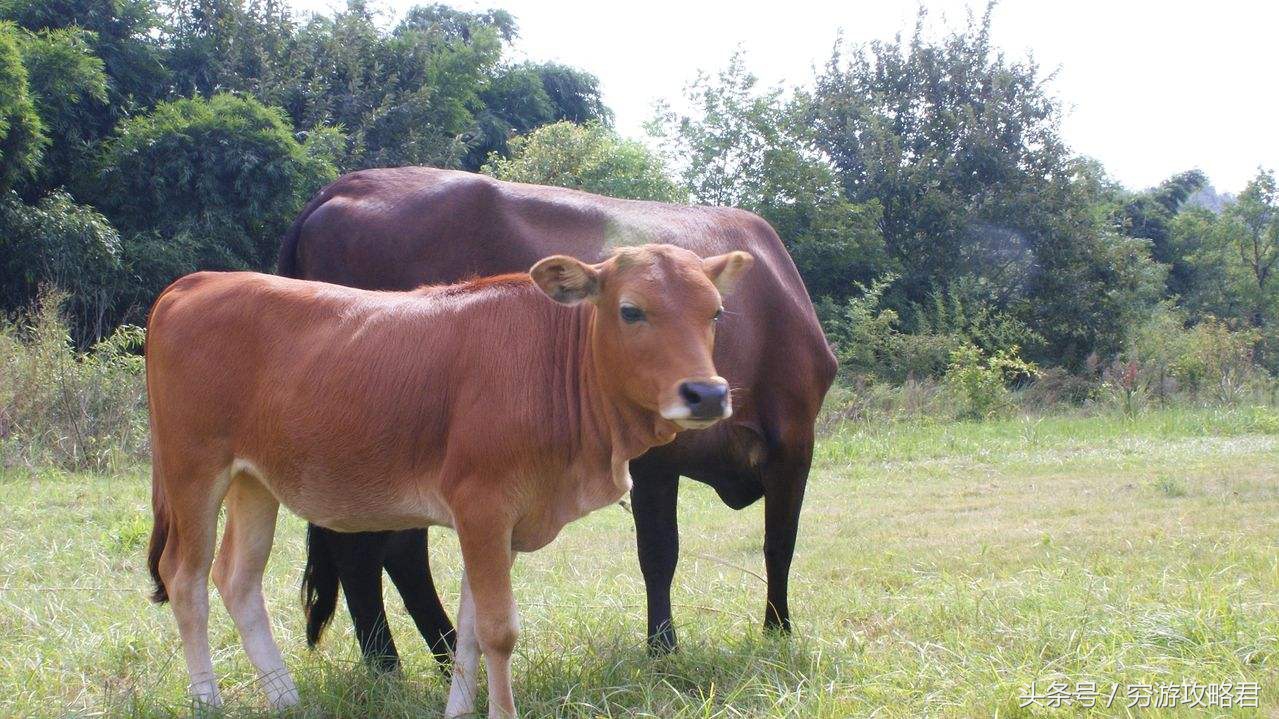 属牛人哪方能发财,属牛的人三喜临门