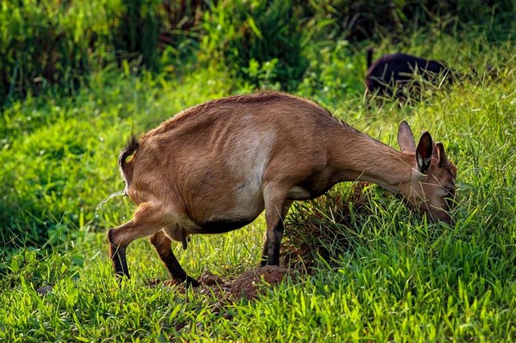 全国各地烤全羊,万人吃烤全羊