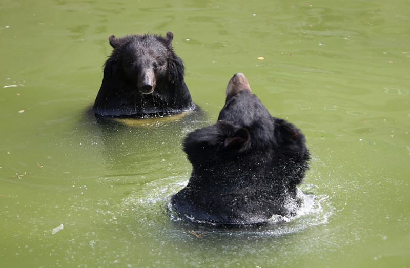 乖萌小动物,乖萌动物