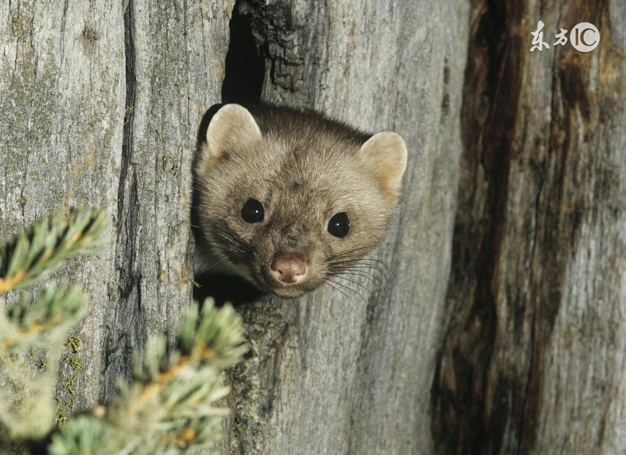 散养土鸡舍怎么防黄鼠狼,林下散养鸡怎么防黄鼠狼
