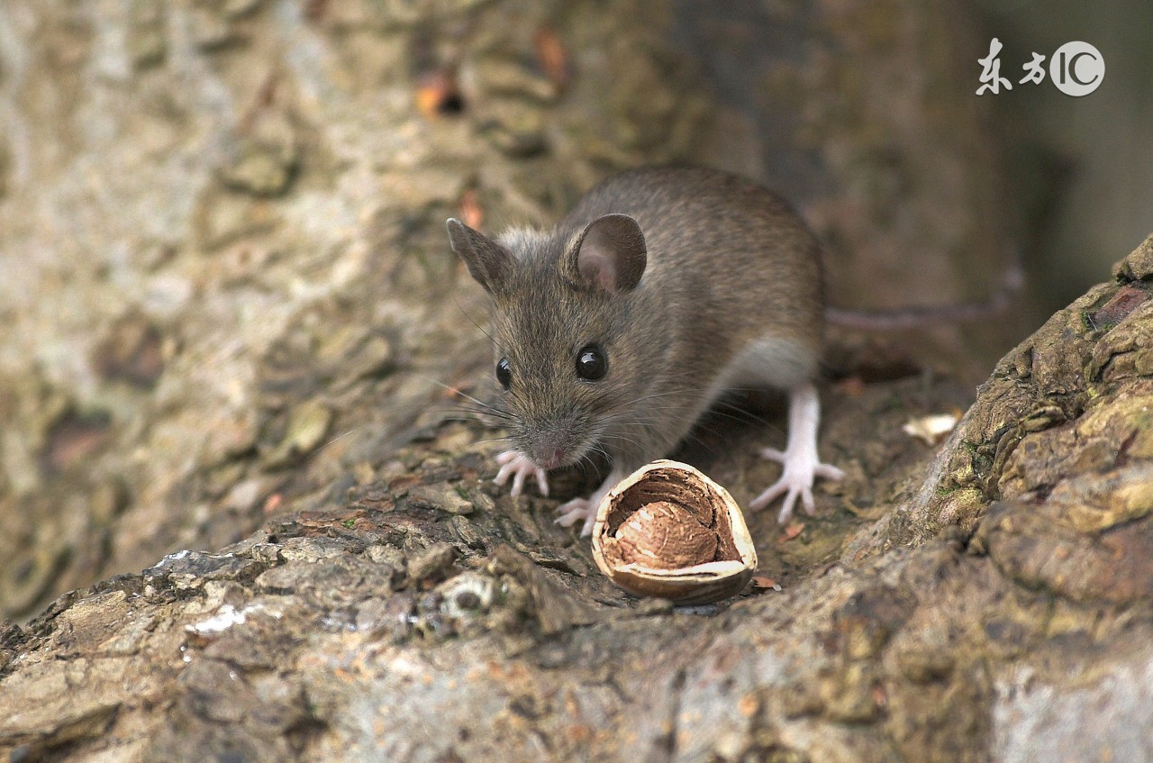 散养土鸡舍怎么防黄鼠狼,林下散养鸡怎么防黄鼠狼