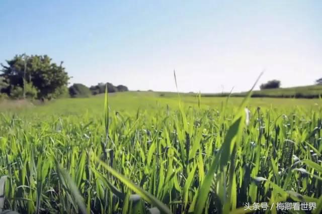 品味生命之美歌曲,生命之水感悟