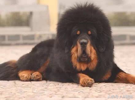 世上有多少种狗狗,世上有几种狗狗叫什么名字