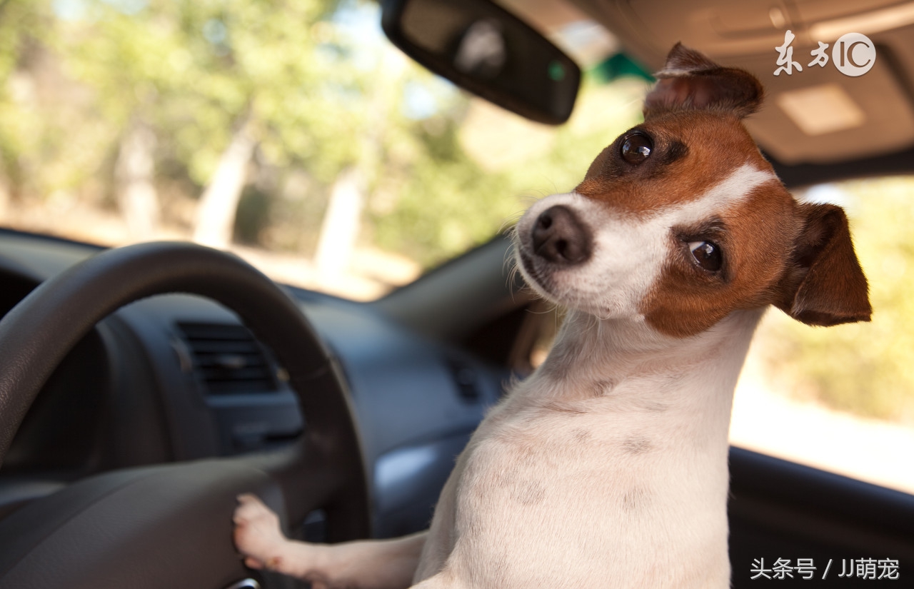 世上有多少种狗狗,世上有几种狗狗叫什么名字