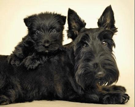 世上有多少种狗狗,世上有几种狗狗叫什么名字