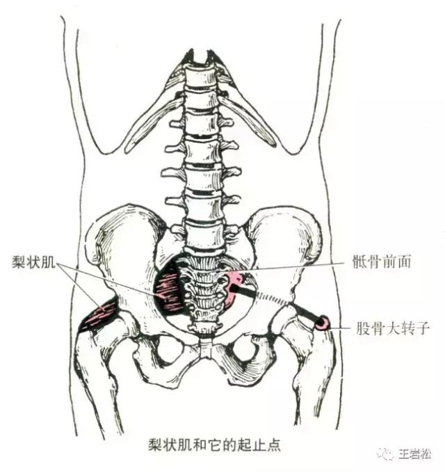 梨状肌综合征肌肉硬化,梨状肌综合征会影响腿部肌肉吗