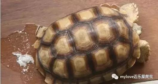 我是陆龟但是我也很怕热哦，千万不要让我暴晒哟