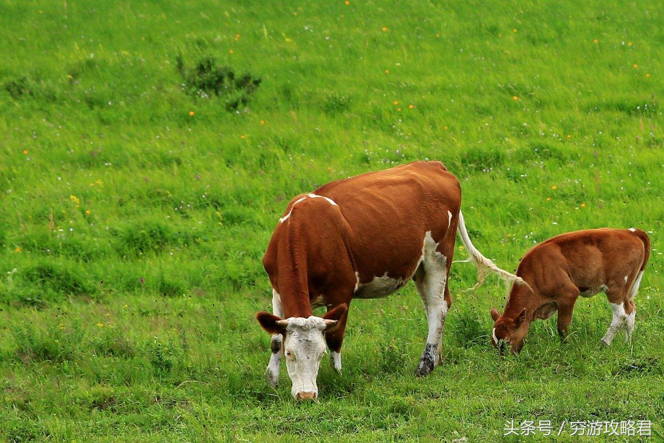 属牛人哪方能发财,属牛的人三喜临门