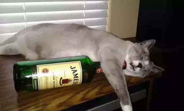 酒品和人品有关系吗,酒品和人品挂钩哪个好