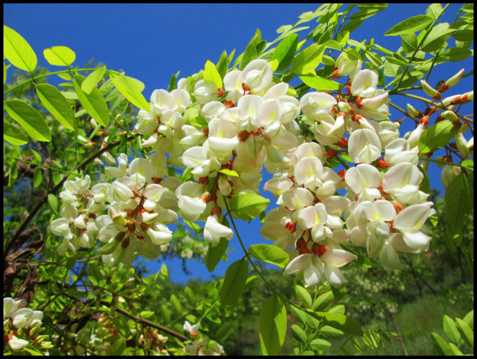 沉香的药用历史与药用研究,沉香品种的功效与作用