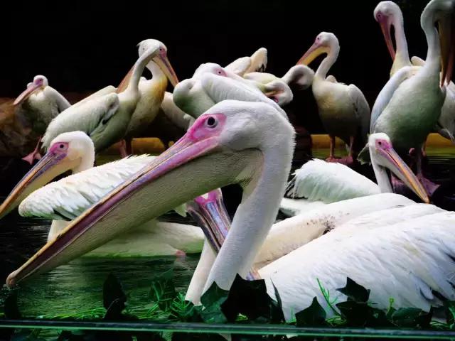 广州旅游攻略长隆动物世界,去广州旅游攻略长隆动物园