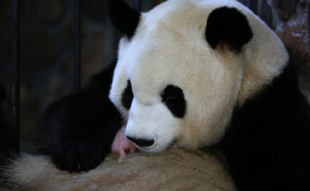 国宝熊猫“晶晶”成功产子，《梦幻西游》竟然蹭上了这个热点