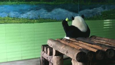 乖萌小动物,乖萌动物