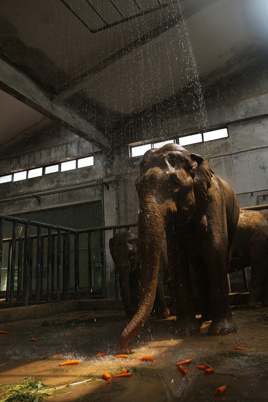 乖萌小动物,乖萌动物