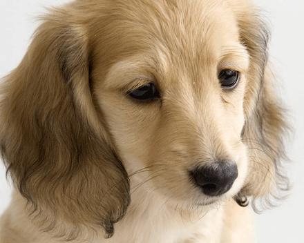 世上有多少种狗狗,世上有几种狗狗叫什么名字