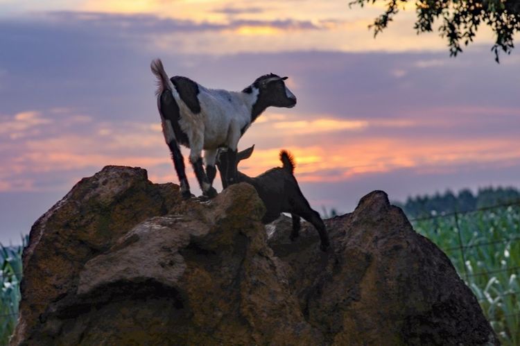 全国各地烤全羊,万人吃烤全羊