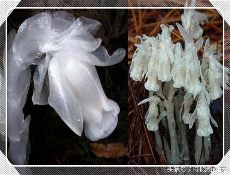 仙都楼观,仙都楼观图片