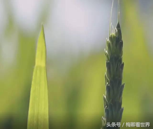 品味生命之美歌曲,生命之水感悟