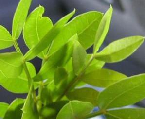 沉香的药用历史与药用研究,沉香品种的功效与作用