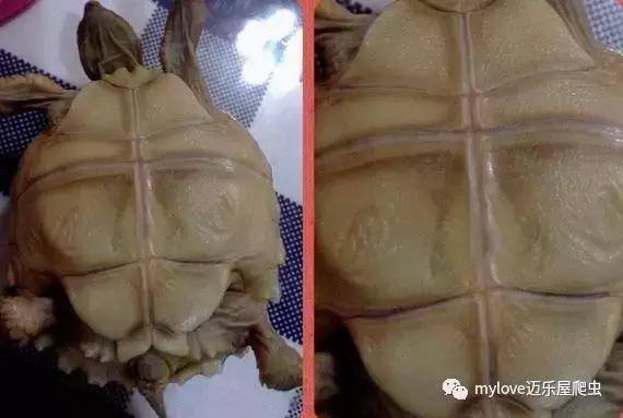 我是陆龟但是我也很怕热哦，千万不要让我暴晒哟