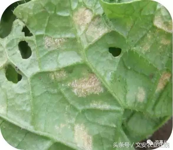 大白菜常见病虫害及防治方法,大白菜早期病虫害防治方法