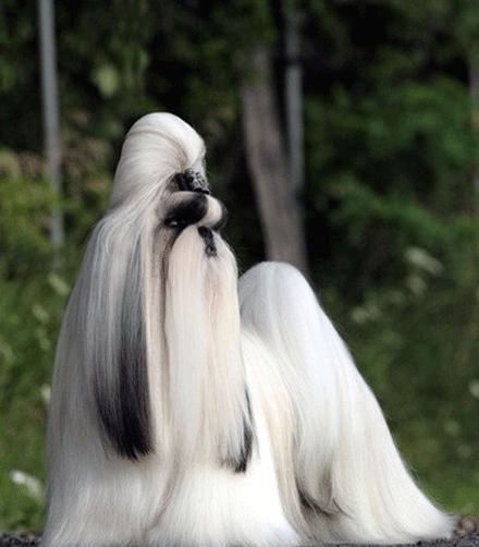 世上有多少种狗狗,世上有几种狗狗叫什么名字